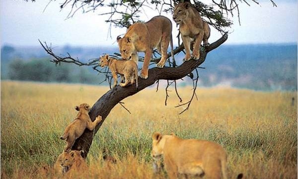 4 Day Etosha Safari Shuttle Tour