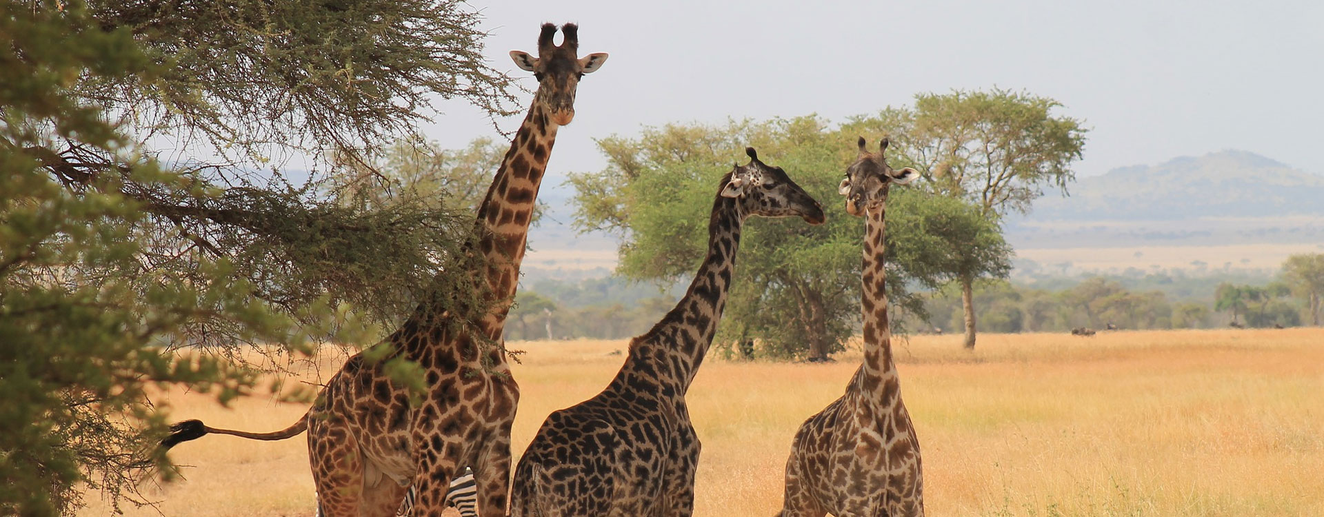 4 Day Hwange Safari Escape