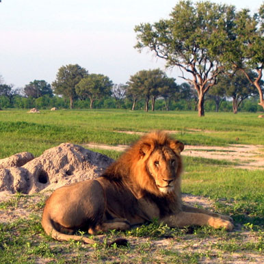 4 Day Hwange Safari Escape