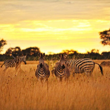 4 Day Hwange Safari Escape