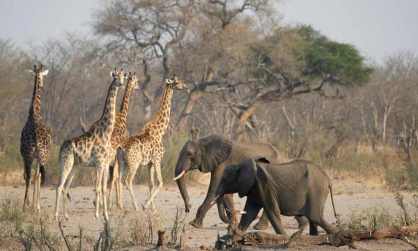 4 Day Hwange Safari Escape