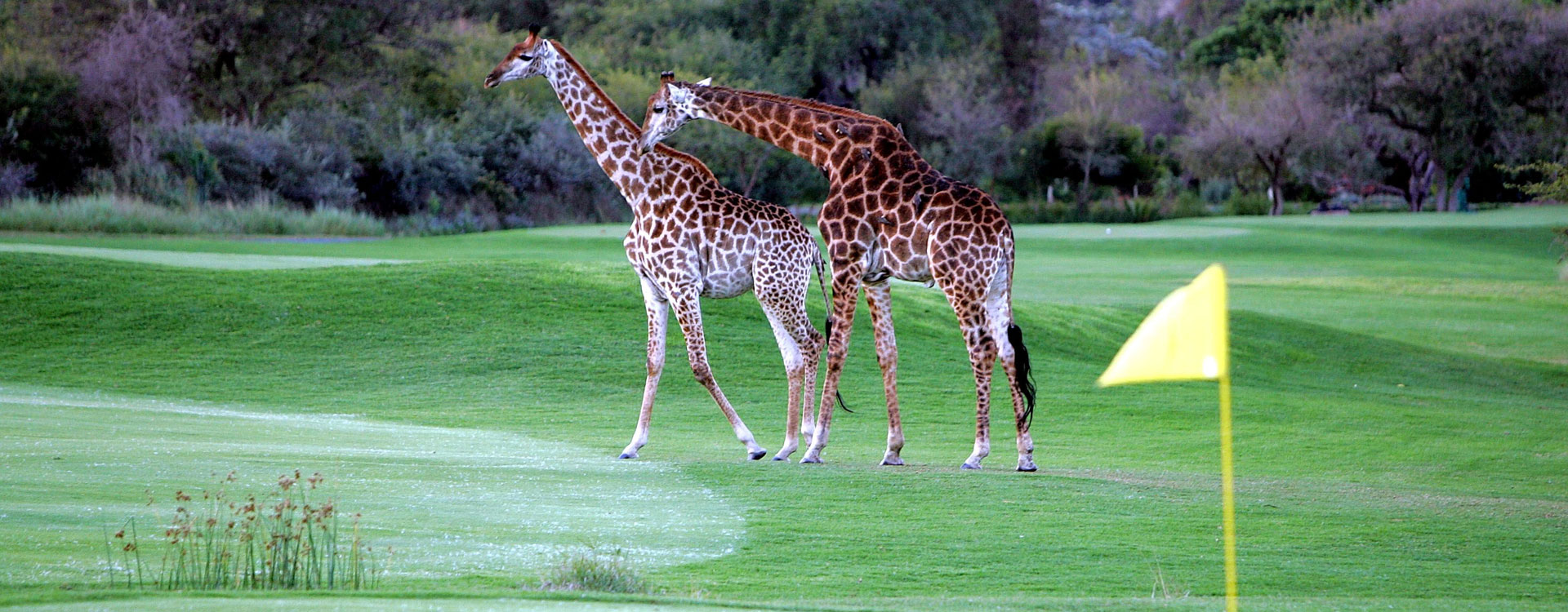 4 Day Leopard Creek Golf Safaris