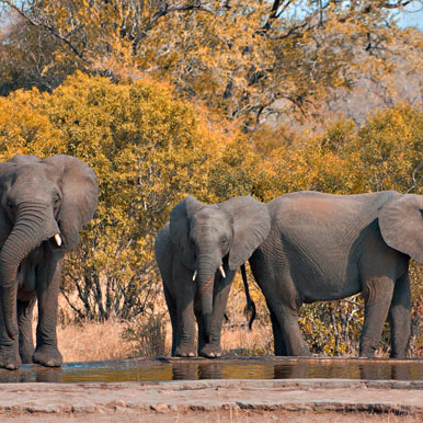 4 Day Leopard Creek Golf Safaris