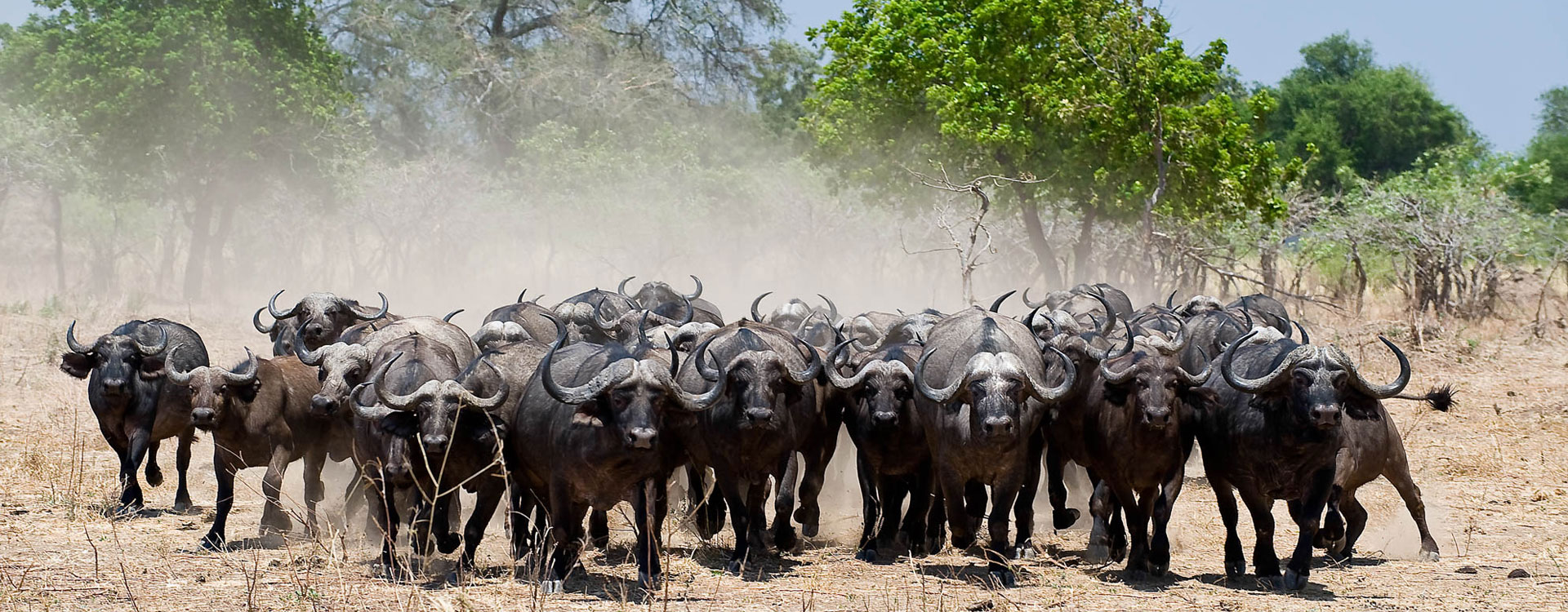4 Day Mana Pools Safari