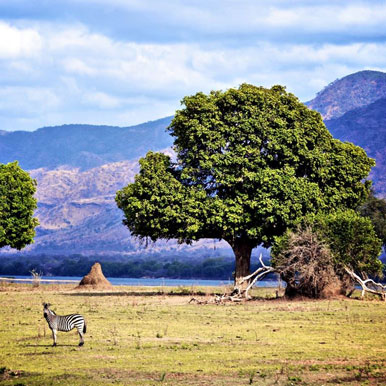 4 Day Mana Pools Safari