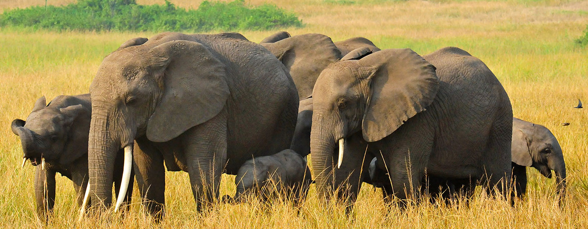 4 Days Bwindi & Queen Elizabeth Safari