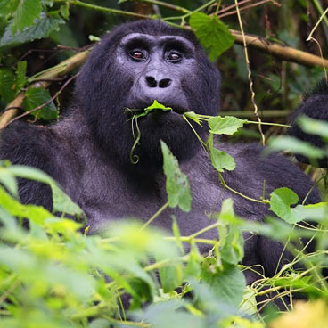 4 Days Bwindi & Queen Elizabeth Safari