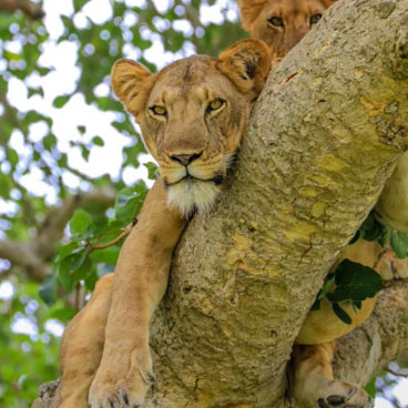 4 Days Bwindi & Queen Elizabeth Safari