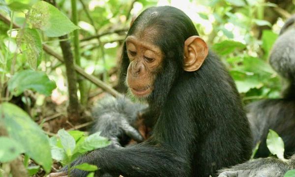 4 Days Bwindi & Queen Elizabeth