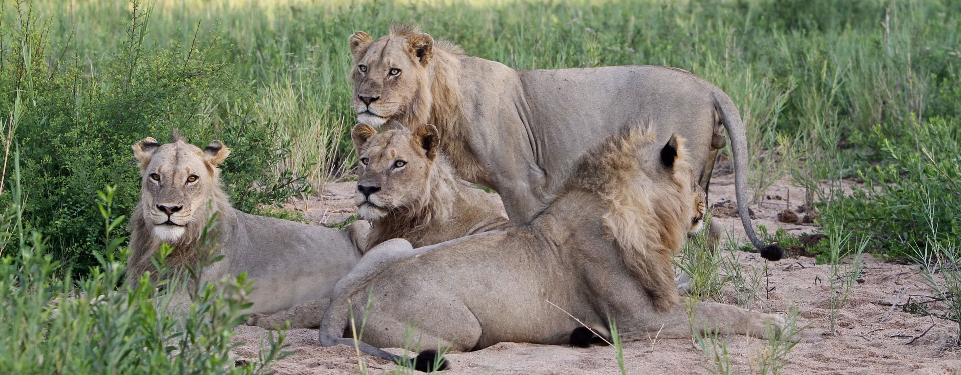 4 Days Kruger Escape