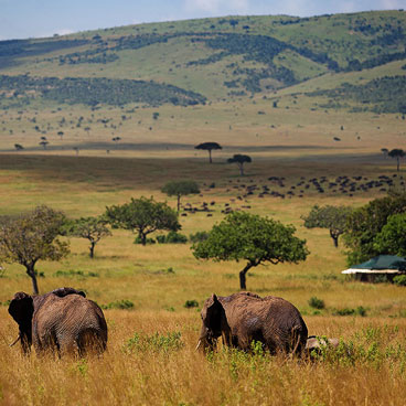 8 Days Follow the Great Migration
