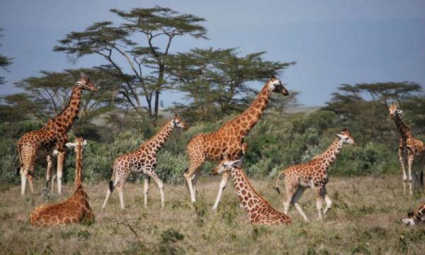 4 Day Mara Trail, Masai Mara