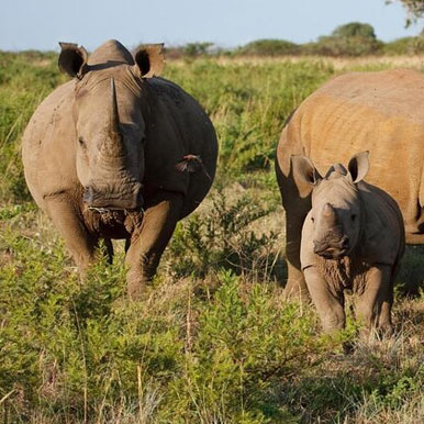 4 Days Sussi and Chuma Zambezi Adventure