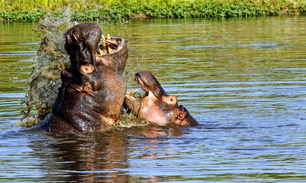 4 Day Unforgettable Kruger