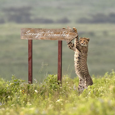 4 Days Unspoiled Serengeti Safari