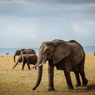 4 Days Unspoiled Serengeti Safari