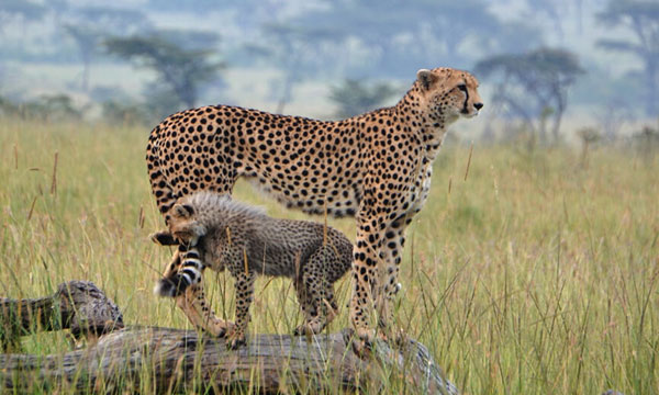 4 Days Wilderness Adventure Safari