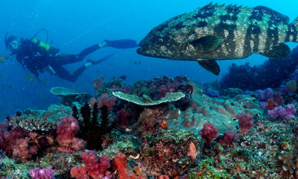 5 Day Mozambique Diving Bazaruto Package