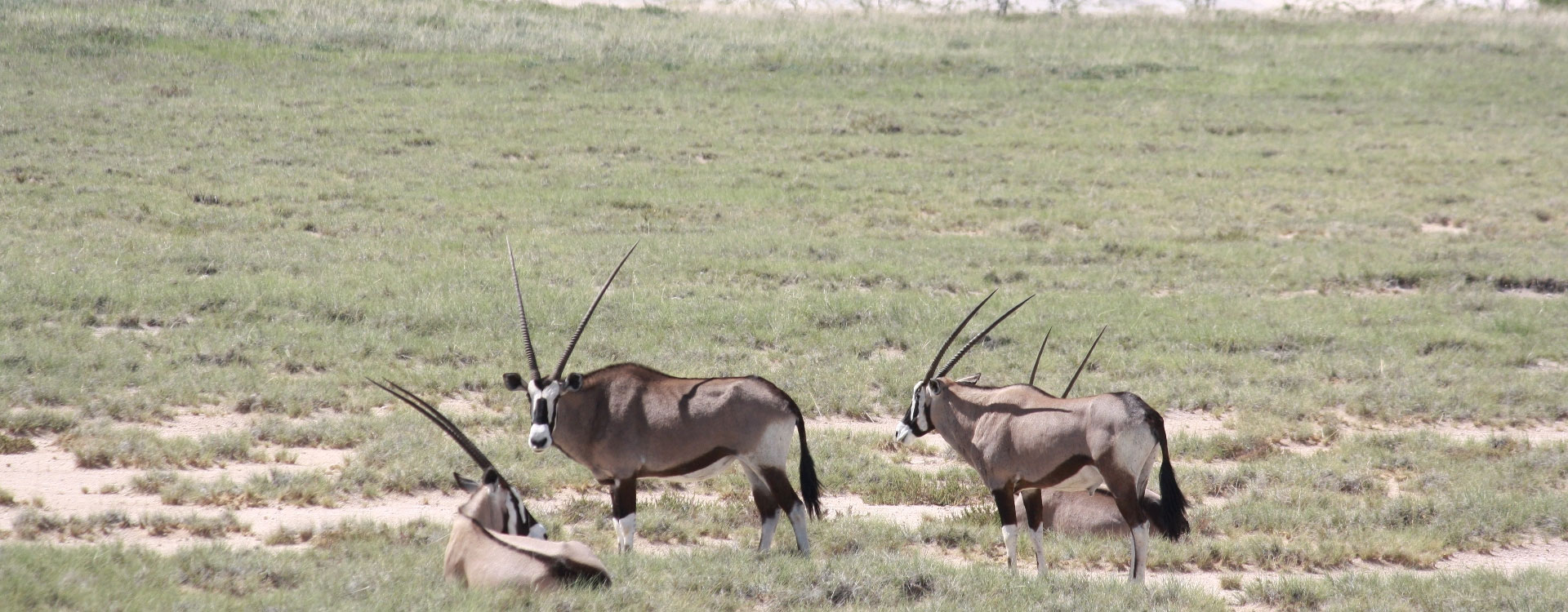 7 Day Namibia Self Drive To Etosha