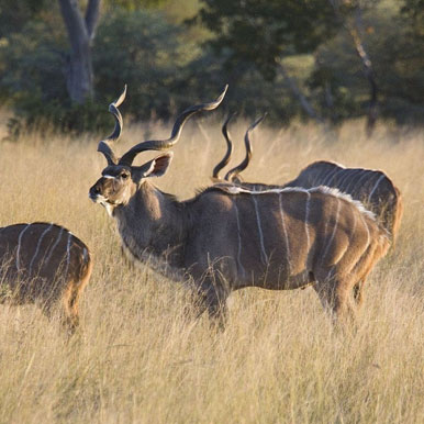 7 Day Namibia Self Drive To Etosha