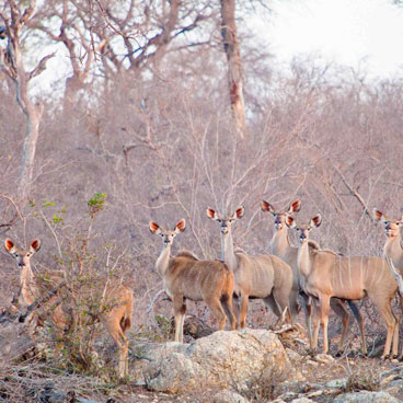 5 Days African Bush Walking  Safari