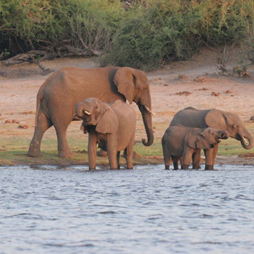 5 Day African Thunder