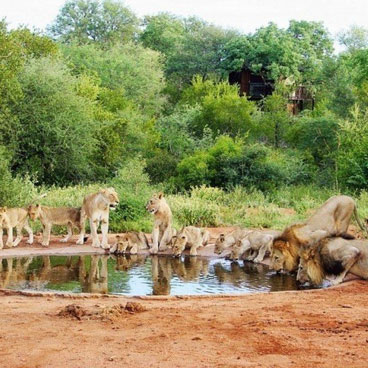5 Days Authentic Walking  Safari