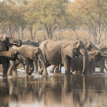 Luxury Chobe & Okavango Safari Package
