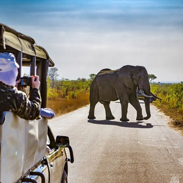 Classic Okavango - Savuti Fly-in Safari Tour
