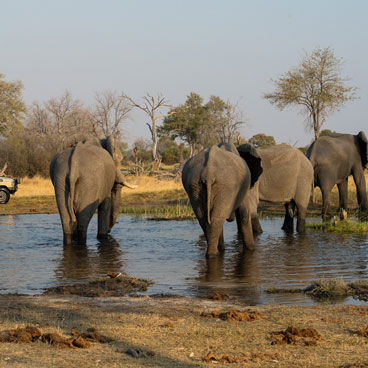 Classic Okavango - Savuti Fly-in Safari Tour