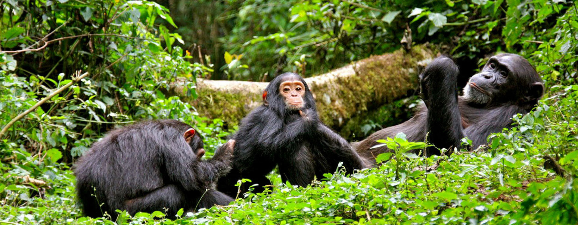 5 Days Kibale & Bwindi Safari