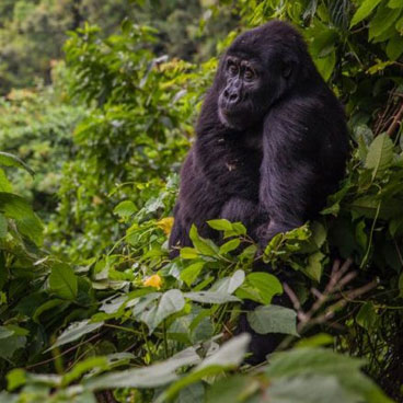 5 Days Kibale & Bwindi Safari