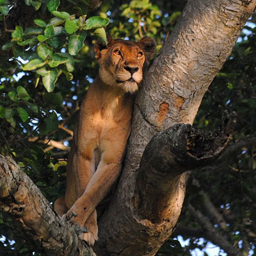 13 Day Sensible Botswana