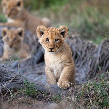 5 Day Mokoro Trail in The Okavango Delta