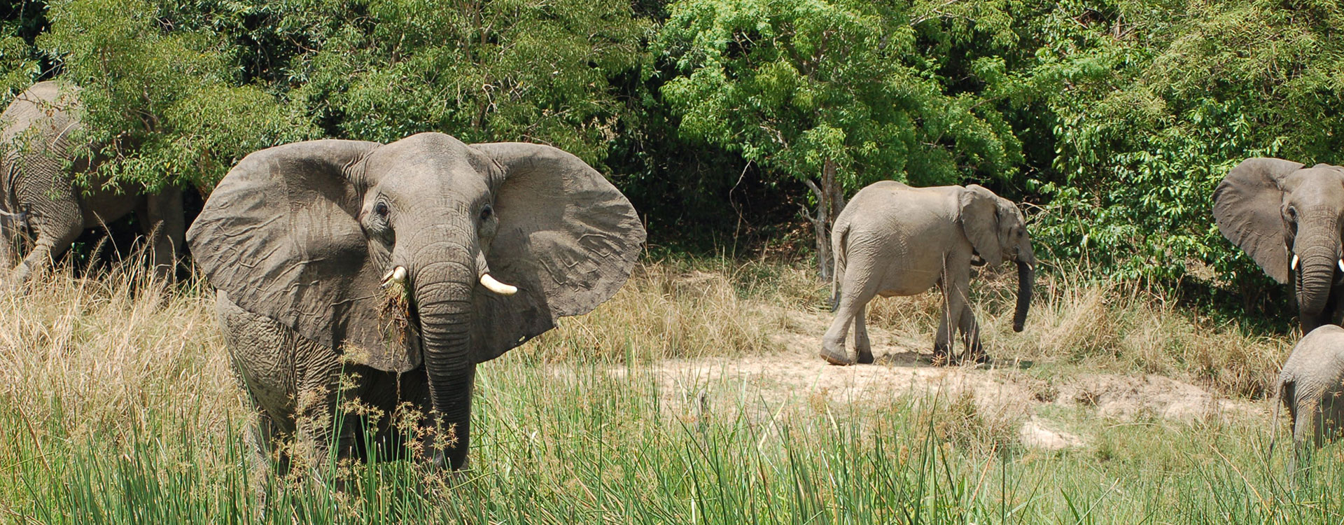 5 Days Queen Elizabeth and Bwindi Safari