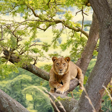 5 Days Queen Elizabeth and Bwindi Safari