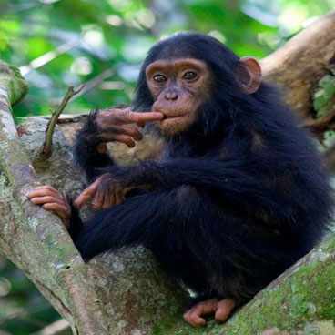 5 Days Queen Elizabeth and Bwindi Safari
