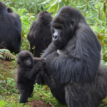 5 Days Queen Elizabeth and Bwindi Safari