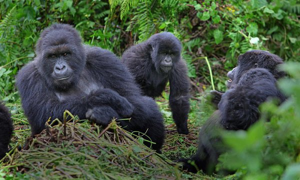 5 Day Queen Elizabeth and Bwindi