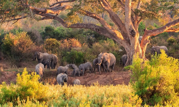 5 Day The Greater Kruger Adventure