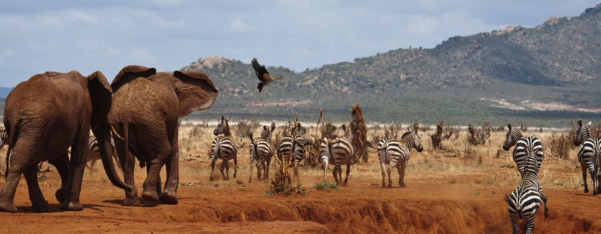 5 Days Tsavo Experience