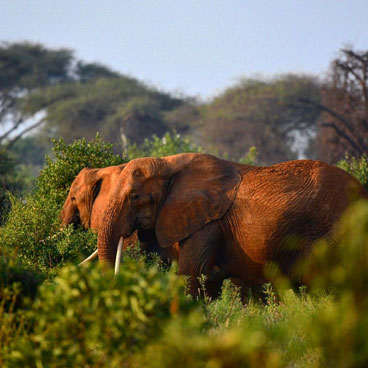 5 Days Tsavo Experience