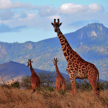 5 Days Tsavo Experience