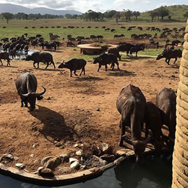 5 Days Tsavo Experience