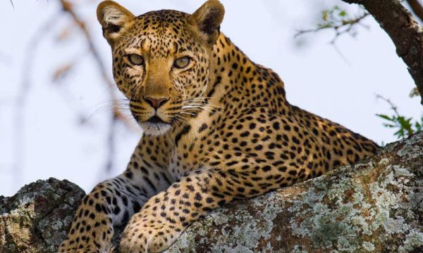 5 Day Tsavo Experience
