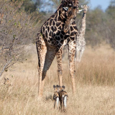 5 Day Ultimate Moremi & Okavango Delta Safari Tour