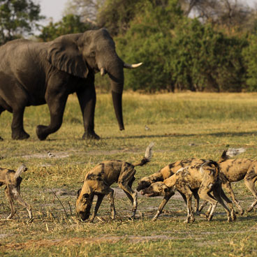 5 Day Ultimate Moremi & Okavango Delta Safari Tour