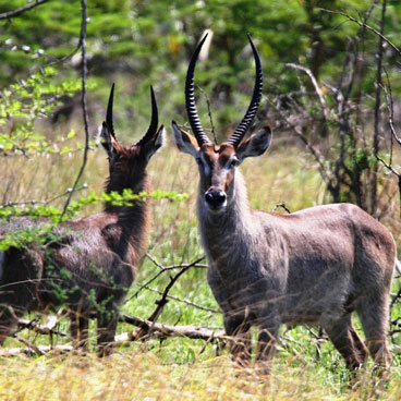 5 Days Untamed Tanzania Coastal Breakaway