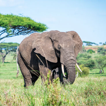 6 Days Classic Guided Tanzania Tour