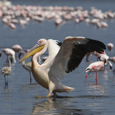 6 Days Classic Guided Tanzania Tour